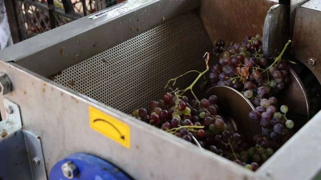 Antalya’da Pekmez Üretimi 10 Dakikaya İndi! 3